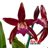 Cattlianthe (Susan Holcombe X Chocolate Drop) (C2004 2VG Chocolate Wax) X L. (Schom.) undulata (No3 Kuranda)