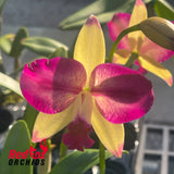Rhyncattleanthe Topaz Suitor 'Butterfly'