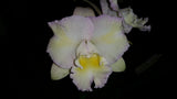 Rhyncatlaelia Mem. Ailsa Pershouse 'Topaz Pastel'