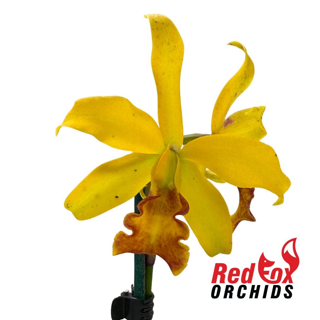 Cattlianthe (Susan Holcombe x Highland Bauble) x Cahuzacara Topaz Neat