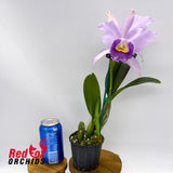 Cattleya Mahalo H and R X C. mossiae