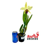 Rhyncholaeliocattleya Luminosa X C. Topaz Highlight