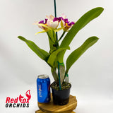 Rhyncholaeliocattleya Toshie's Magic 'Hsinying' x Cattlianthe Marisusan