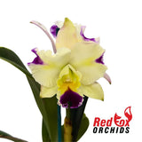Cattleya Mari's Song x Rhyncattleanthe (Horace 'Maxima' x briegeri 'Star Of Brazil')