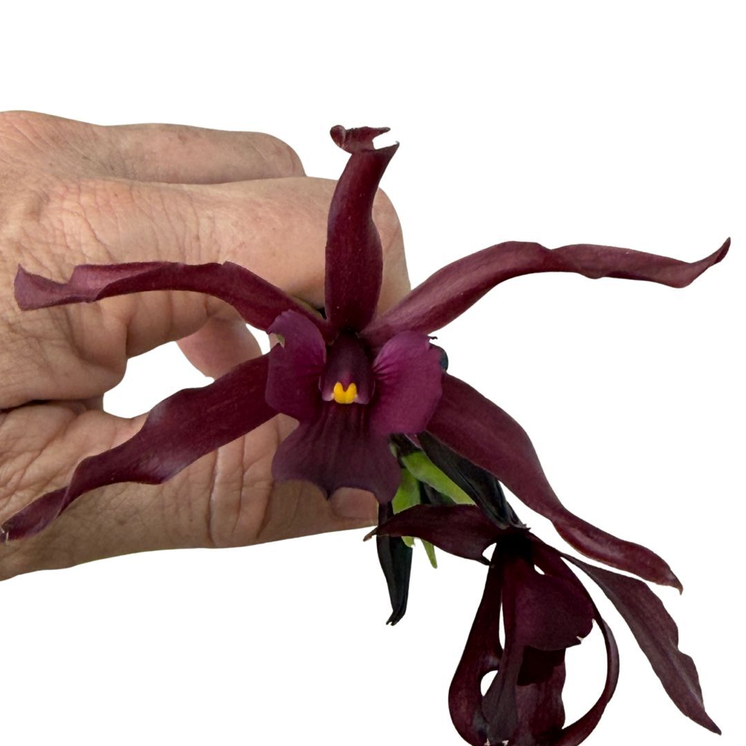 Rhyncholaeliocattleya (briegeri X Waianae King) X Chz. Topaz Neat