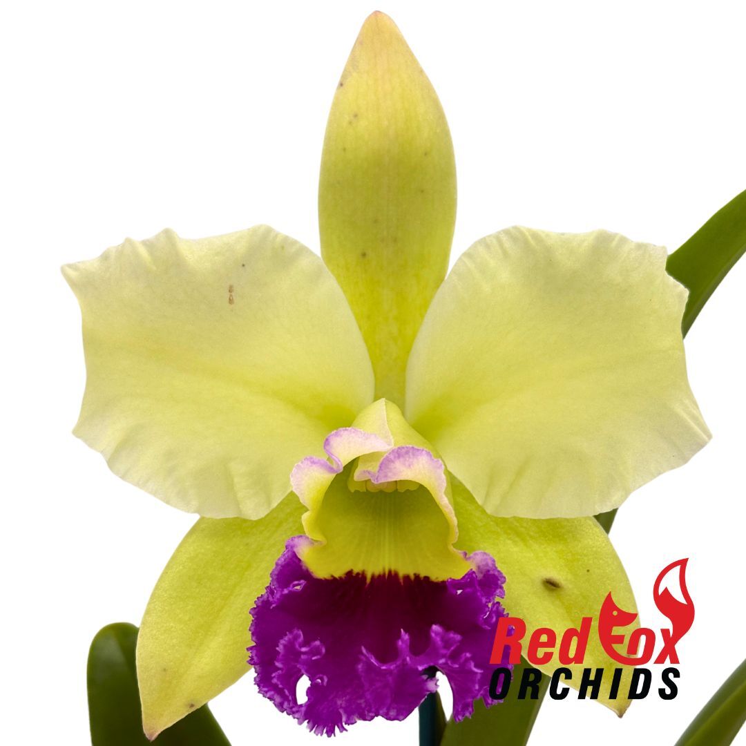Rhyncholaeliocattleya Greenwich X C. White Spark 'Panda'