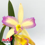 Cahuzacara Topaz Neat X Ctt. Aussie Sunset