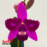 Rhyncholaeliocattleya Tzeng-Wen Beauty X C. Topaz Acclaim
