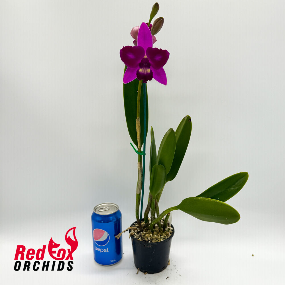 Rhyncholaeliocattleya Tzeng-Wen Beauty X C. Topaz Acclaim