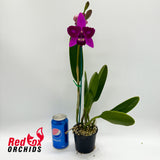 Rhyncholaeliocattleya Tzeng-Wen Beauty X C. Topaz Acclaim