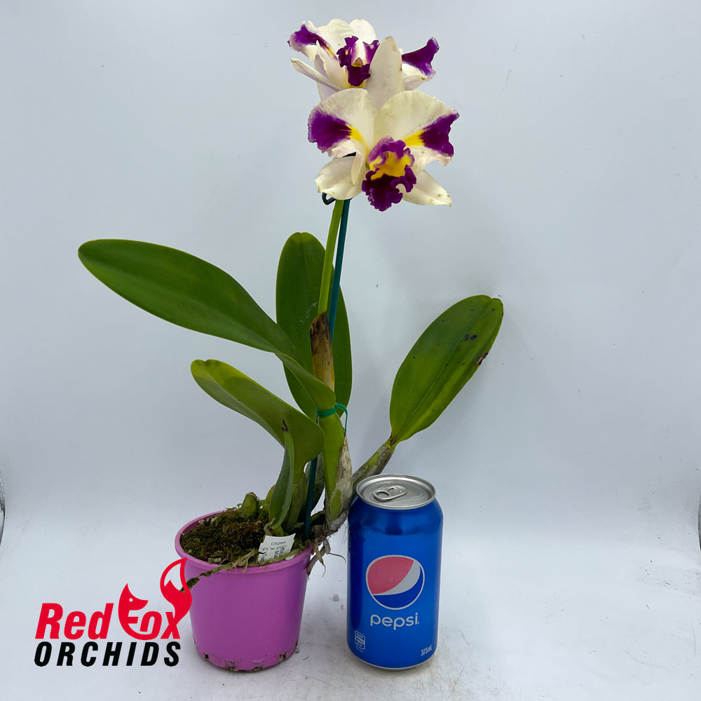 Cattleya Mari's Magic 'Satisfaction' X C. Topaz Highlight