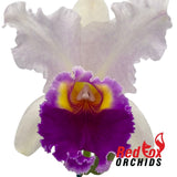 Rhyncholaeliocattleya Glenn Maidment 'Southern Cross' X Rlc. George King 'Southern Cross'