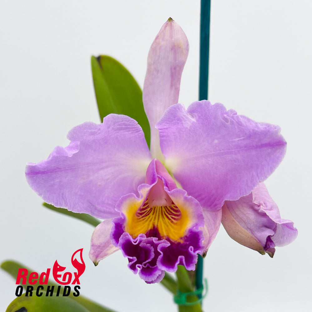 Cattleya Mildred Rives X Ctt. Topaz Vivid 'Luscious Aussie'