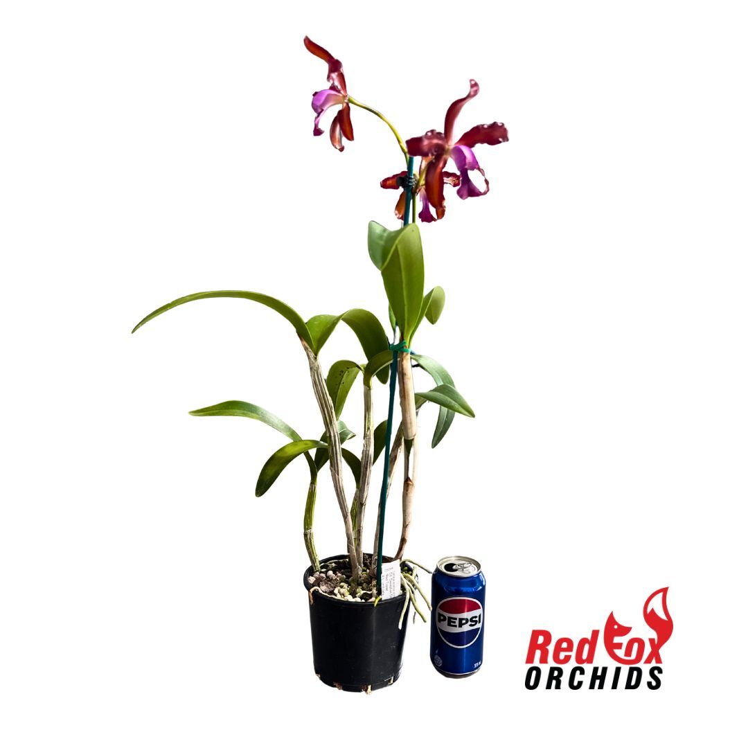 Cattleya Orchid - Cattlianthe Deception Drop (4n) 'Red Topaz'X L. undulata (No3 Kuranda)