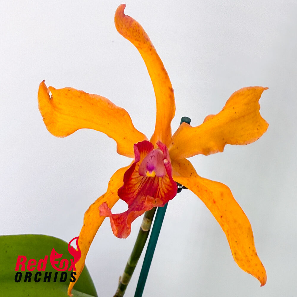 Cattlianthe (Kagaribi Dawn X Spring Fires) X L. (Schom.) undulata