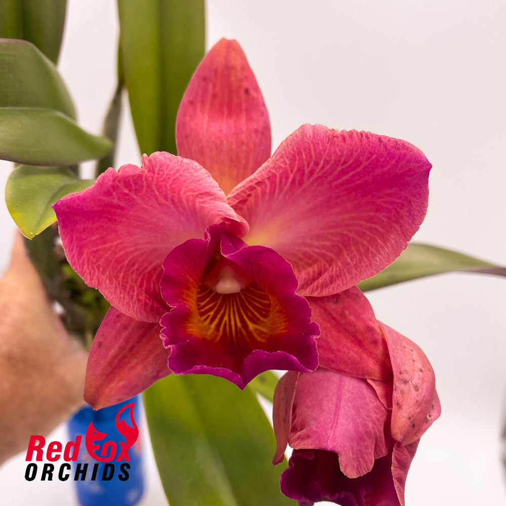 Rhyncholaeliocattleya  Burdekin Delight 'Dreamtime' X C. Dal's Tradition 'Prestige'