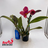 Rhyncholaeliocattleya  Burdekin Delight 'Dreamtime' X C. Dal's Tradition 'Prestige'