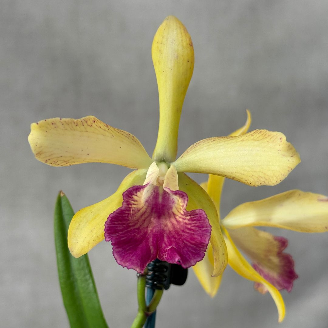 Cattleya ((Precious Jewel X Jungle Gem) 'Hot' X C. Deception Drop (4n) 'Red') X Chz. Topaz Neat