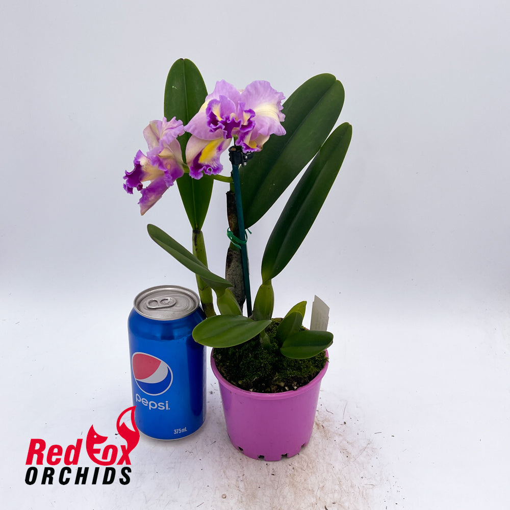 Cattleya (Mari's Song X Rlc. Glenn Maidment) X Rlc. Princely