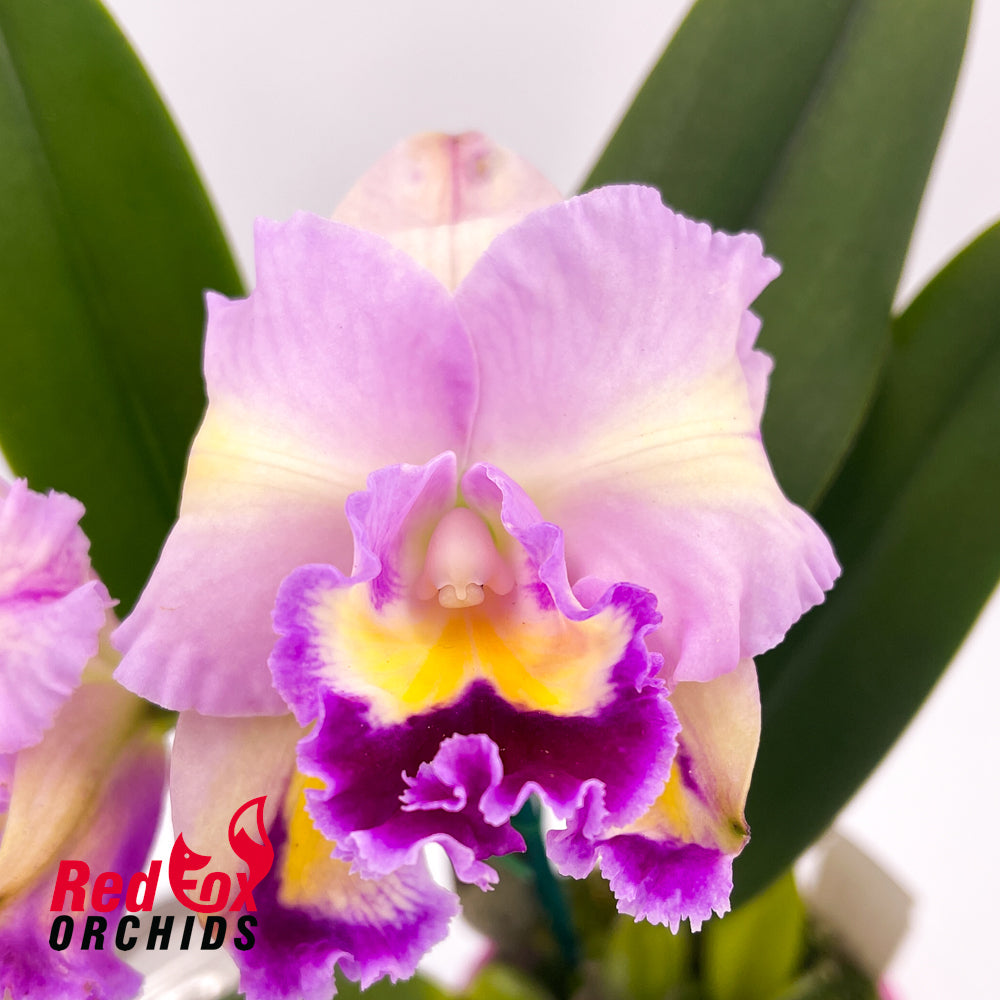 Cattleya (Mari's Song X Rlc. Glenn Maidment) X Rlc. Princely
