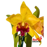 Cattleya Orchid - Rhyncholaeliocattleya Tzeng-Wen Dragon 'Suntan' X C. Dal's Tradition 'Scherrie'