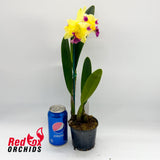 Cattleya (Horace X briegeri) X Rlc. Deception Diamond