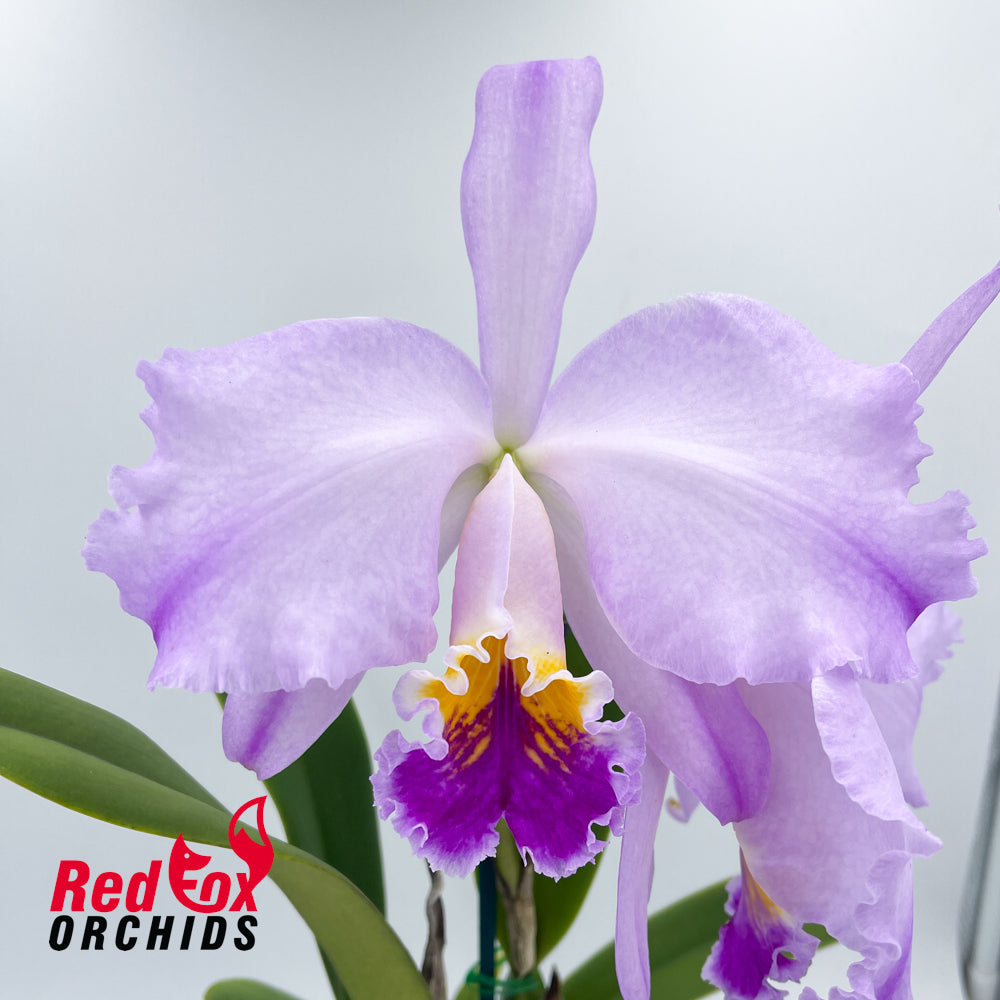 Cattleya Trimos