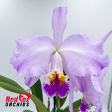 Cattleya Trimos