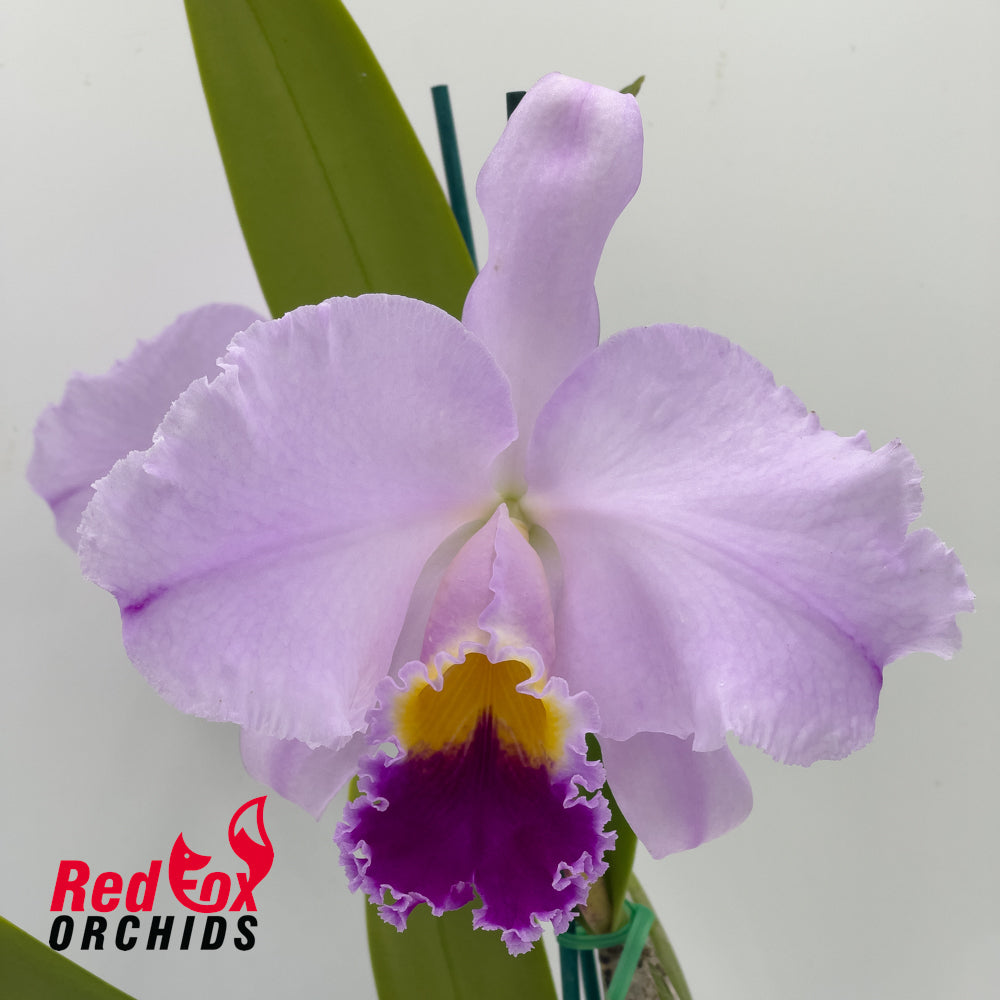 Cattleya Trimos