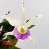 Rhyncholaeliocattleya Mem Anna Balmores 'Convex' x Brassavola Little Stars