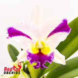 Cattleya Melody Fair X C. Topaz Elite