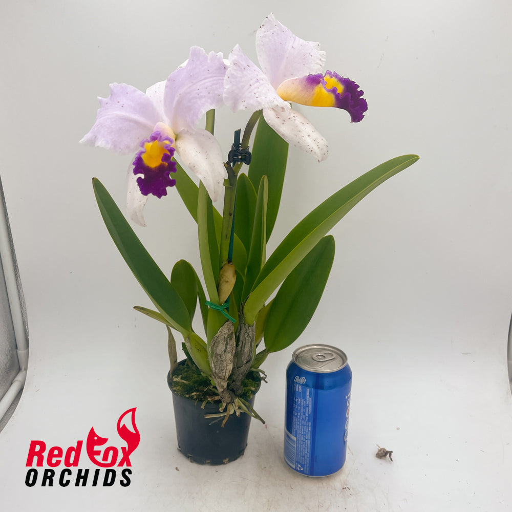 Cattleya Topaz Highlight X C. trianae flares
