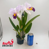 Cattleya Topaz Highlight X C. trianae flares