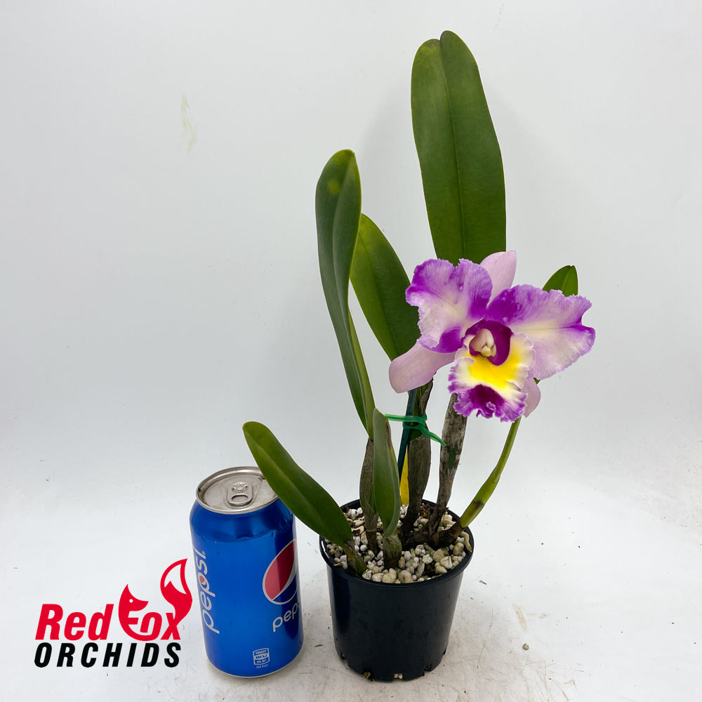 Rhyncholaeliocattleya NSA Acqua Splash 'Topaz Bolina'