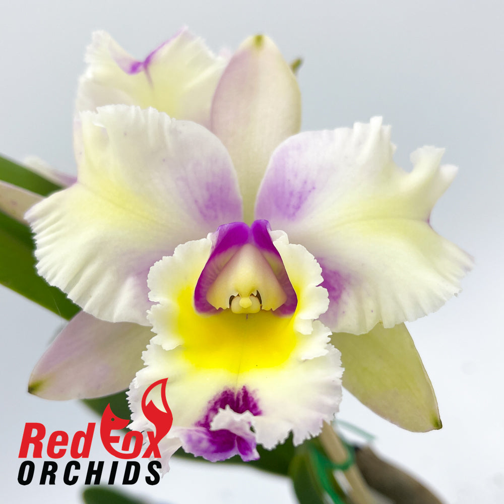 Rhyncholaeliocattleya NSA Acqua Splash 'Topaz Bolina'