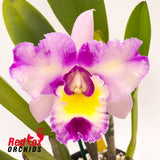 Rhyncholaeliocattleya NSA Acqua Splash 'Topaz Bolina'