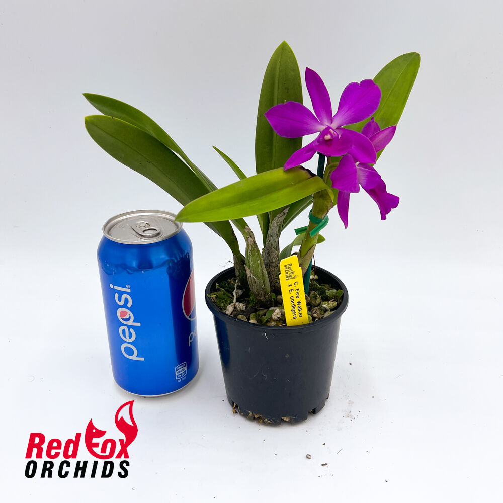 Cattleya Fire Walker x E. cordigera