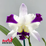 Cattleya Mari's Song 'CTM-217' X Rlc. (Dal's Passion X intermedia)