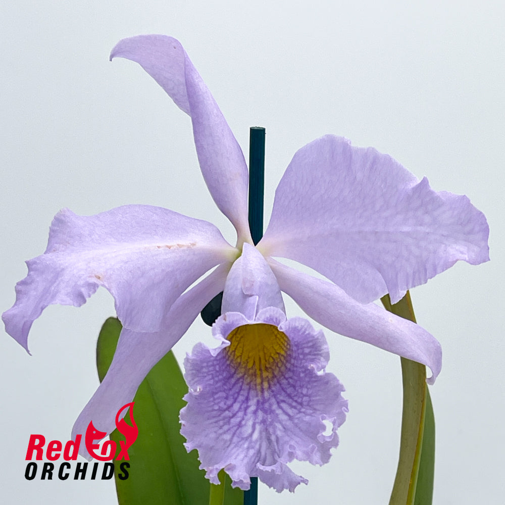 Cattleya maxima coerulea X C. warneri coerulea