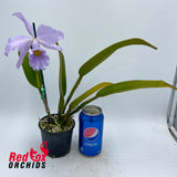 Cattleya maxima coerulea X C. warneri coerulea