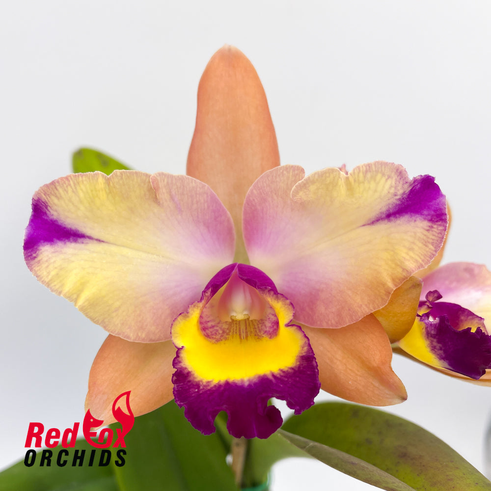 Cattlianthe Marisusan 'Topaz'
