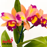 Cattlianthe Marisusan 'Topaz'