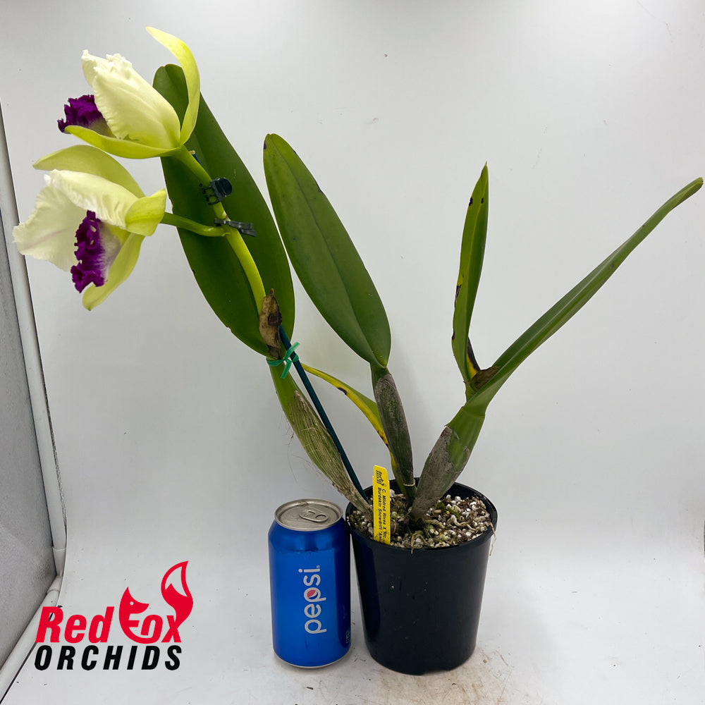 Cattleya Mildred Rives X Rlc. Burdekin Snowdrift 'Anna'