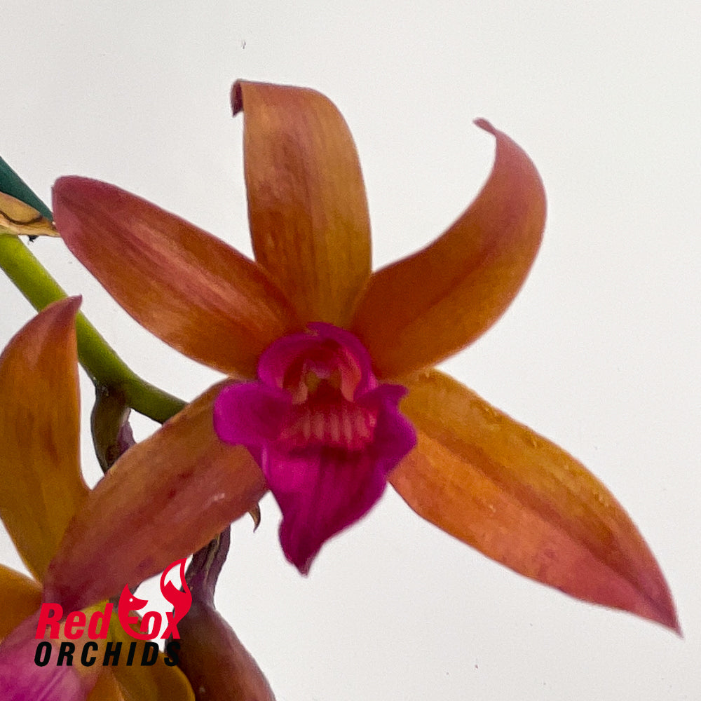 Brassocattleya (Yellow Bird X Ollies' Folly) X L. undulata 'No3 Kuranda'