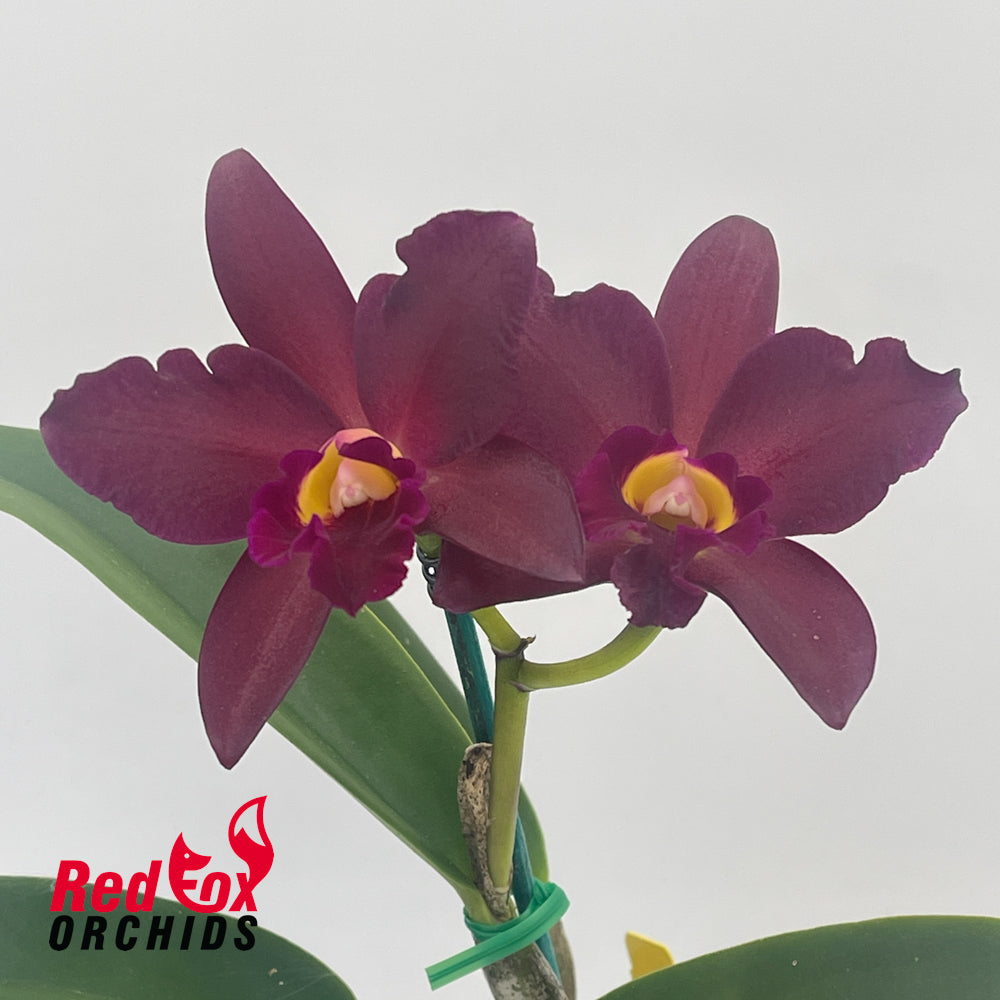 Cattlianthe Tutankamen 'Pop'