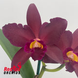 Cattlianthe Tutankamen 'Pop'