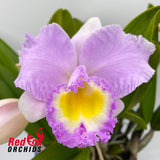 Brassolaeliocattleya Mary Scalia 'Burdekin' X California Girl 'OrchidLibrary'