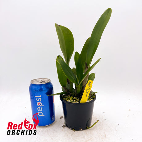 Rhyncattleanthe Aureate 'Topaz'