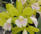 Rhyncatclia Minty 'Topaz Fresh'
