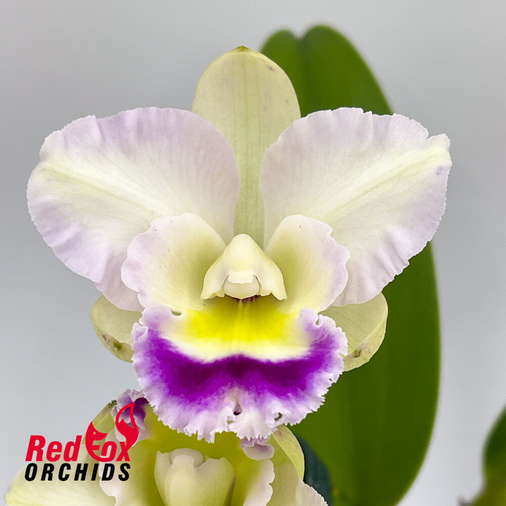 Rechingerara Seashell 'Topaz'